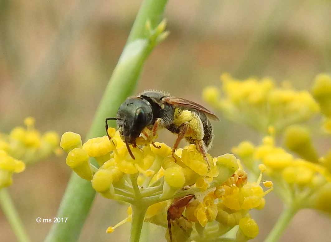 Apidae Halictinae: Halictus cfr. gemmeus e Lasioglossum (leucozonum e sp.) ♀